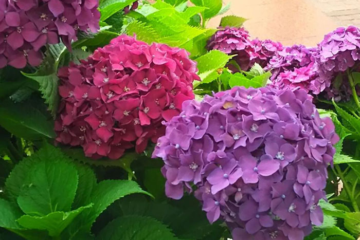 近所に咲いた紫陽花