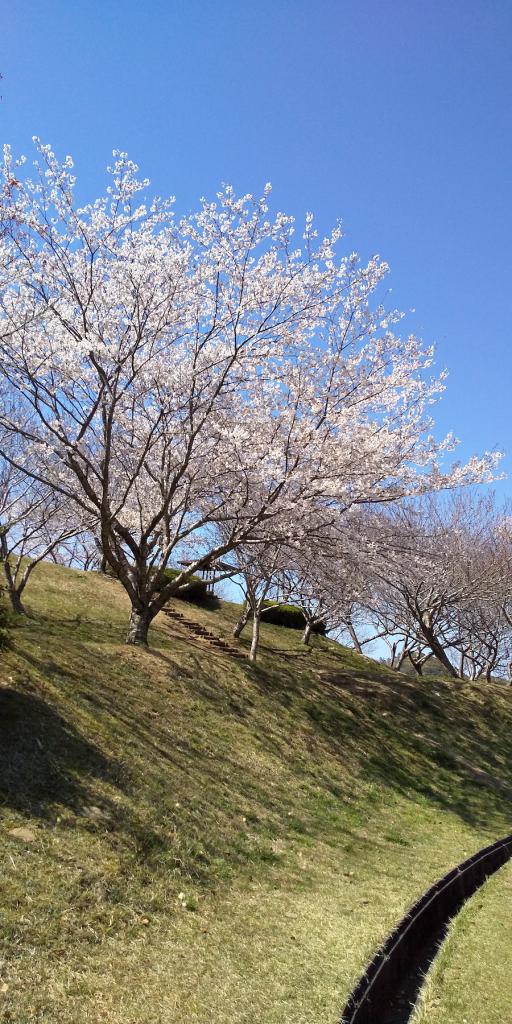満開の桜_[f1]