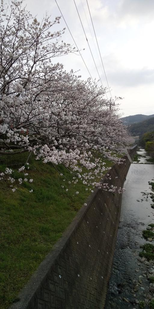 川辺の満開の桜_[f1]
